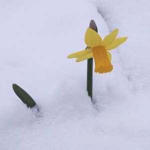 Meet your Posher, Tambrey